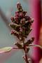 Genom der alten Kulturpflanze Quinoa entschlüsselt