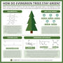 How Do Evergreen Trees Stay Green? – In C&EN
