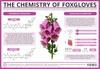 The Chemistry of Foxgloves – Poison & Medicine
