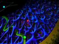 Quantum dots illuminate transport within the cell