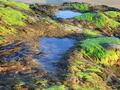 ‘Seaweed drug’ helps fight off infection