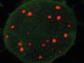 Visualisierung von DNA in lebenden Zellen