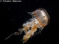 Turning jellyfish from a nuisance to useful product