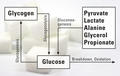 glucose metabolism