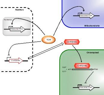 Linking cytosolic and chloroplast ribosome biogenesis in plants