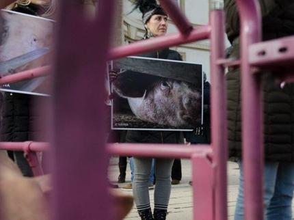 Urteil: Filmen in Ställen ist grundsätzlich legal