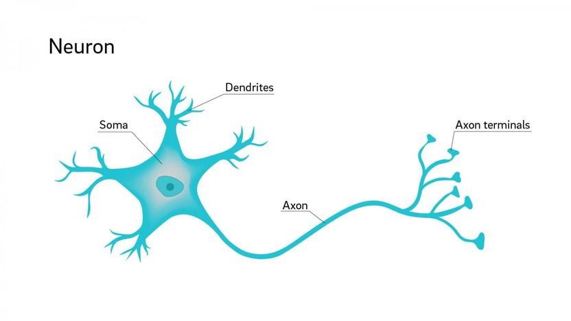 nervous system structures dendrite axon synapse diagram