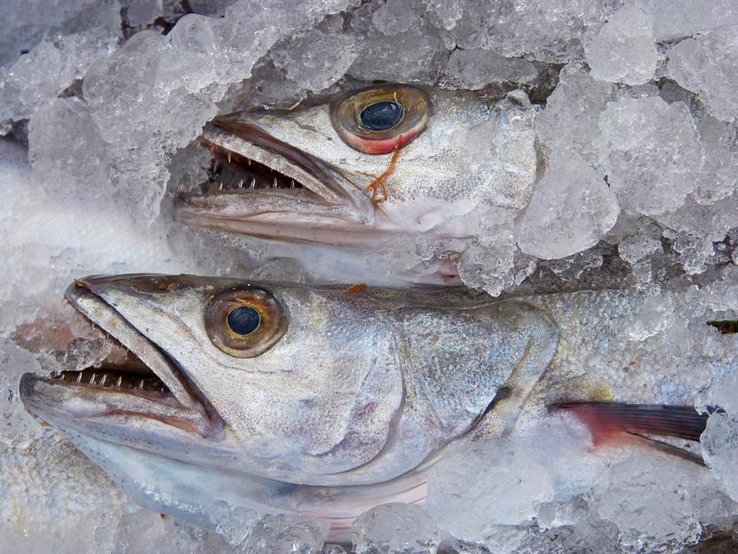 NABU exits certification process for New Zealand Hoki