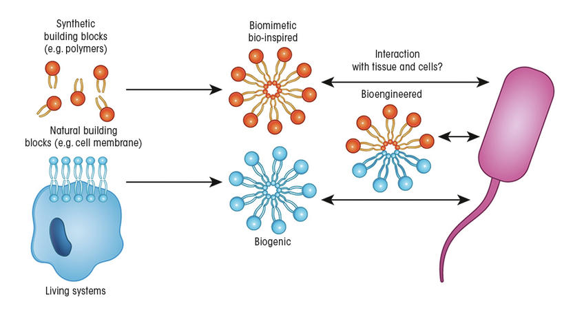 Quanto Tempo L Antibiotico Rimane In Circolo