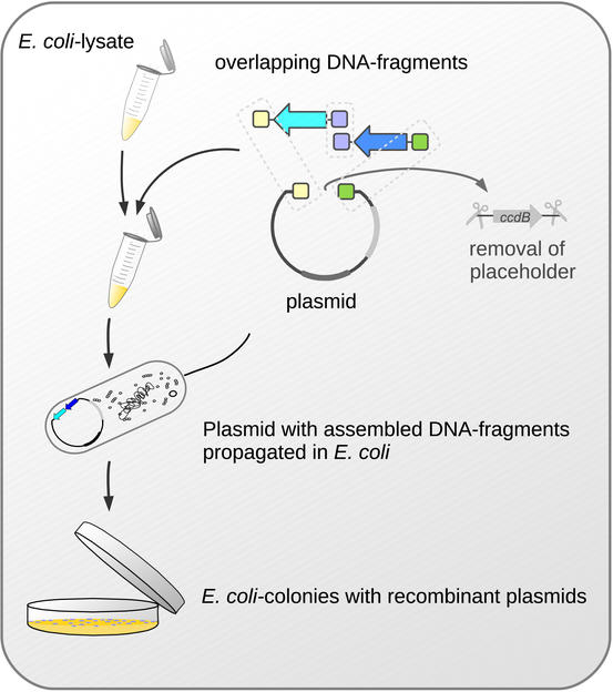 Biologists Develop New Method Of Cloning