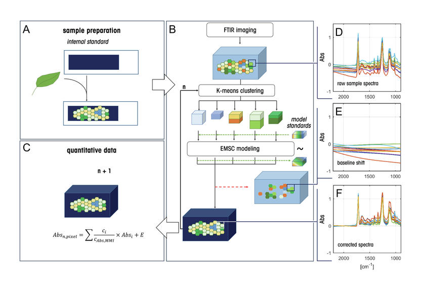 Infrared Visualization Of Sucrose In Plants A Novel 