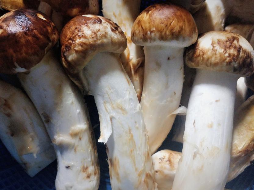 Kultivierung von Matsutake Wertvolle essbare Pilze