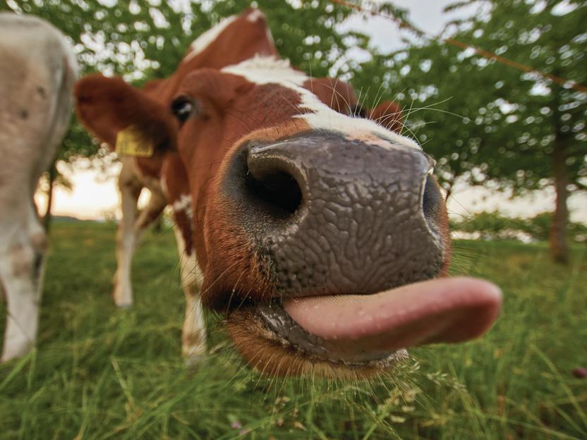 Microbes in cow stomachs can break down plastic - Vimarsana News