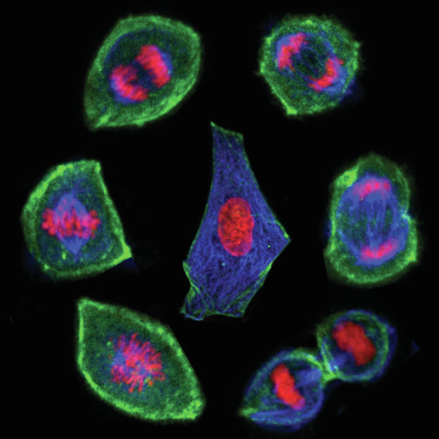 ‘Feeling’ the living cell’s life cycle using optical tweezers