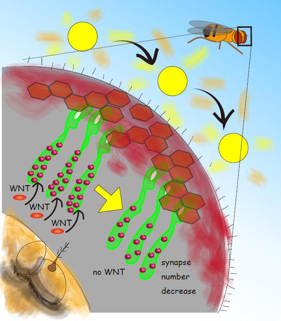 Fruit fly studies shed light on adaptability