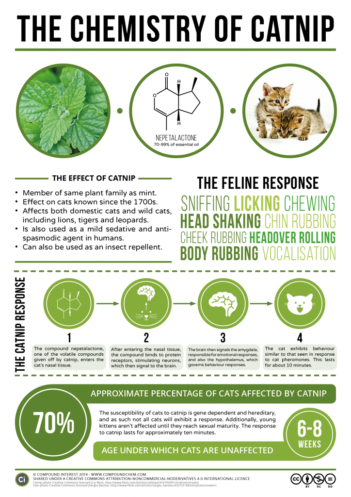 the-chemical-behind-catnip-s-effect-on-cats