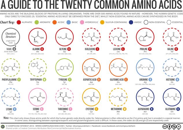 A Brief Guide to the Twenty Common Amino Acids