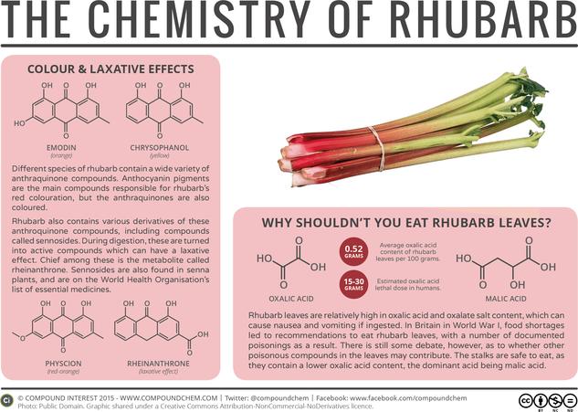 why-shouldn-t-you-eat-rhubarb-leaves