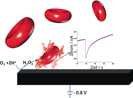 Erythrozyten