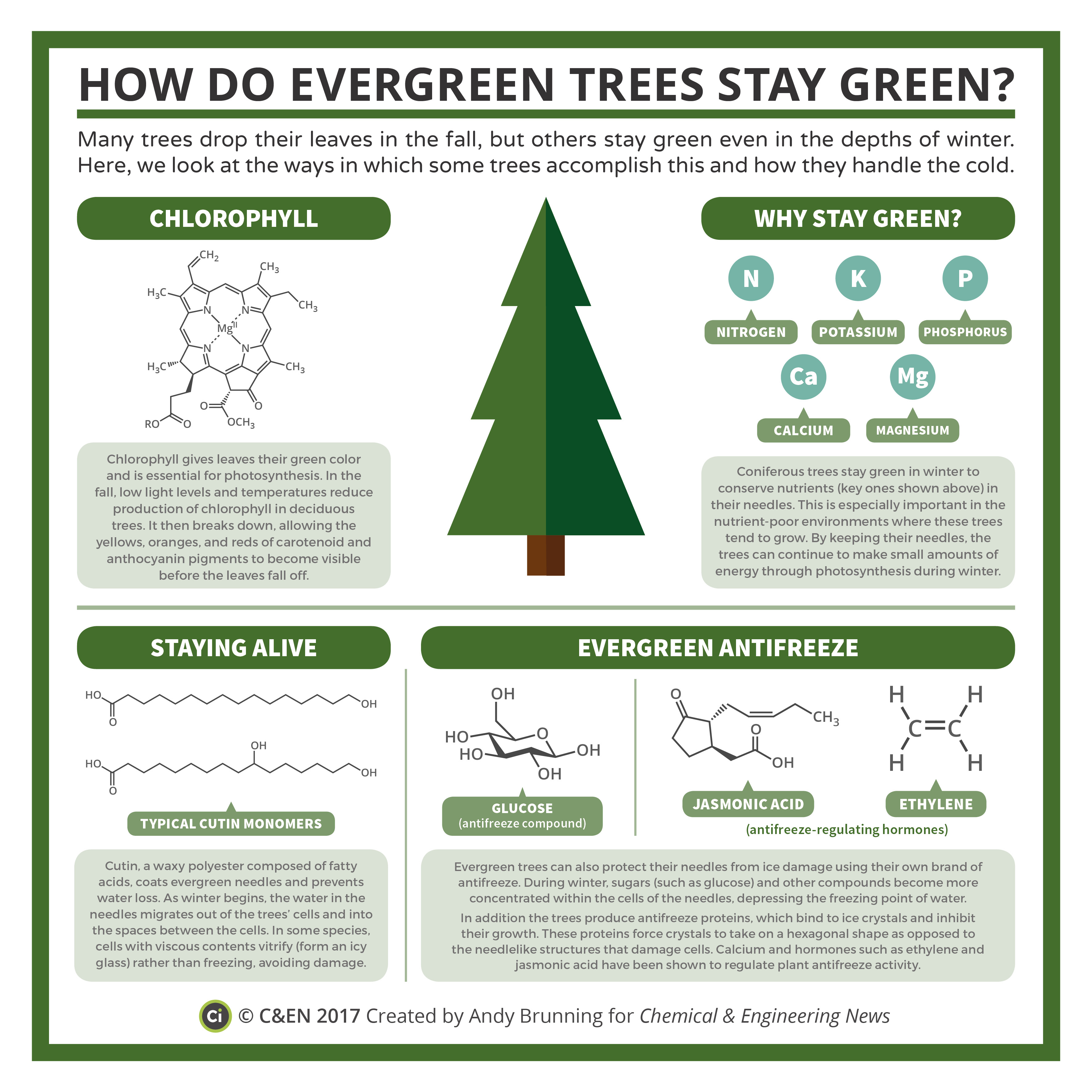 how-do-evergreen-trees-stay-green
