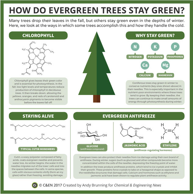 How Do Evergreen Trees Stay Green?